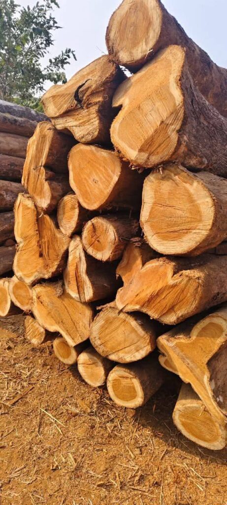 img 20251003 wa0002 img 20251003 wa0002